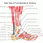 ft_sdvw Muscles and Tendons of the foot