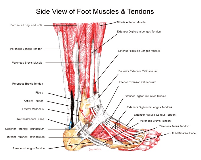 Muscles and Tendons of the foot
