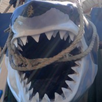 shark shark
